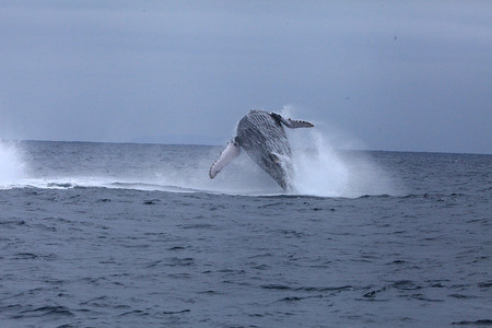 Tour para el avistamiento de ballenas photo 3